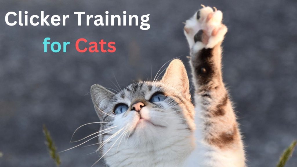 Clicker Training for Cats