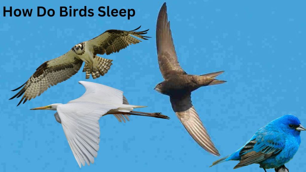 How Do Birds Sleep