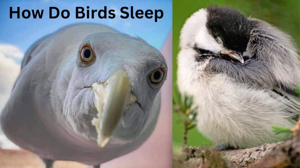 How Do Birds Sleep