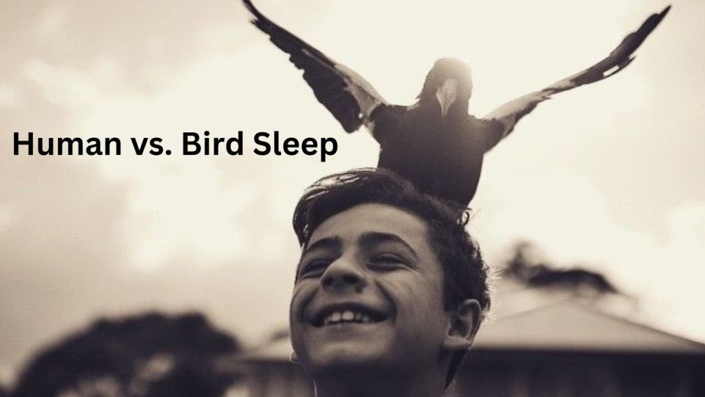 How Do Birds Sleep