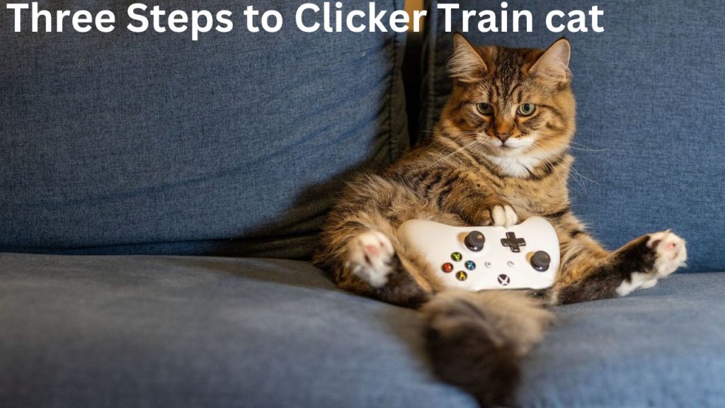 Clicker Training for Cats