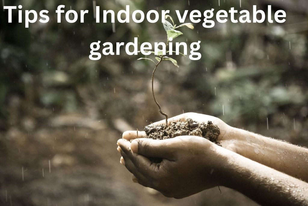 Indoor vegetable gardening