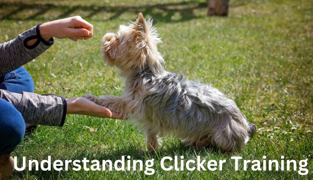 Clicker Training for Cats