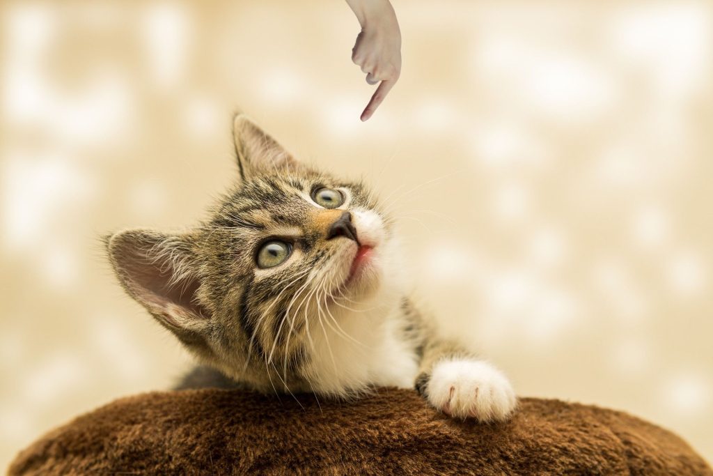 Clicker Training for Cats