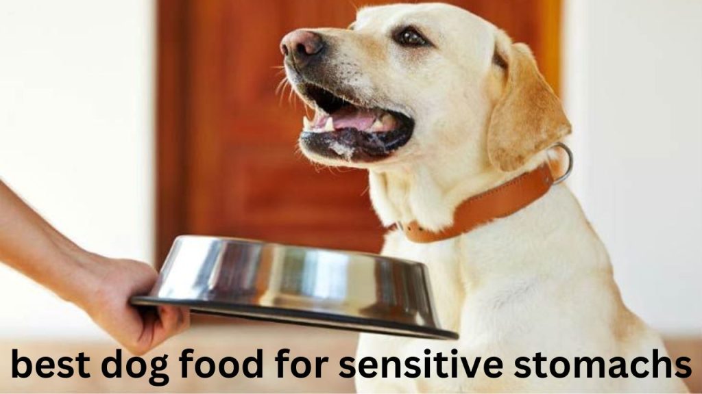 best dog food for sensitive stomachs