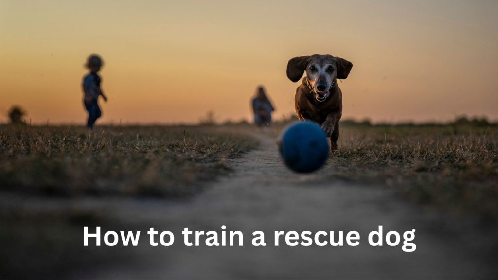 how to train a rescue dog