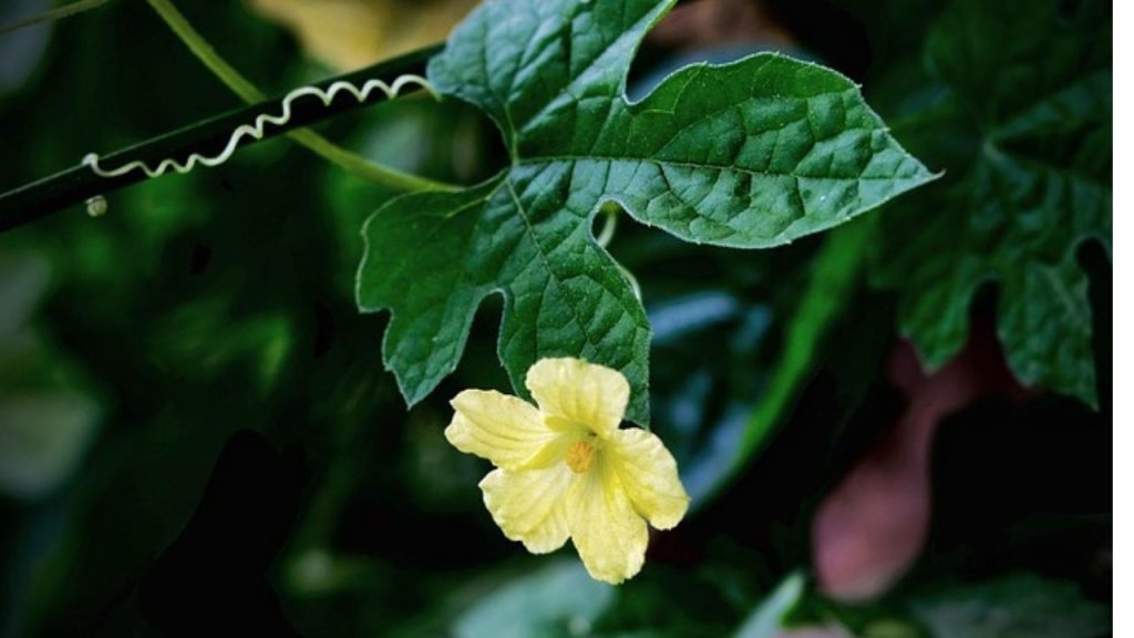 Bitter Gourd Benefits for Skin: