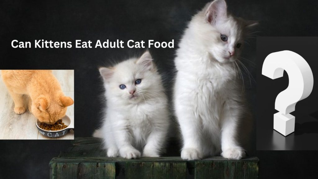 Can Kittens Eat Adult Cat Food