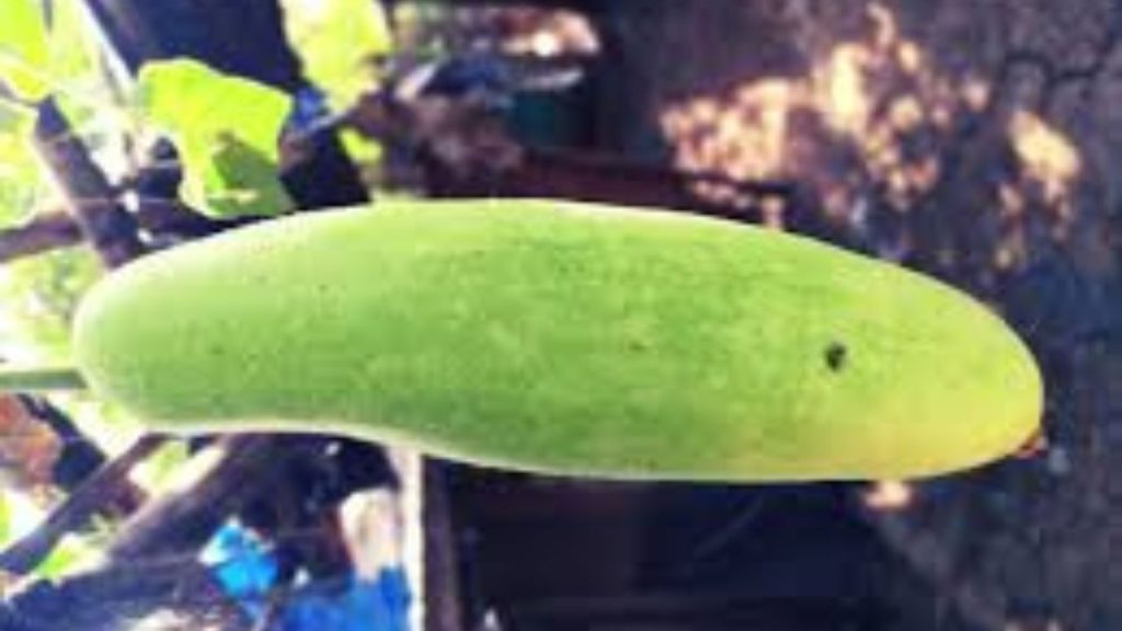 Health Benefits of winter melon