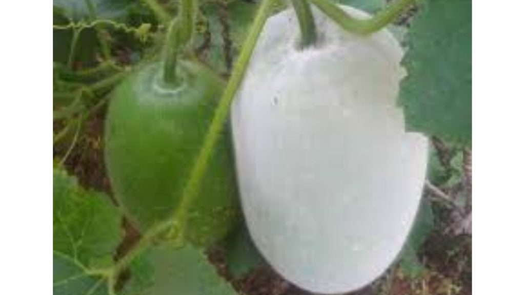 Health Benefits of winter melon