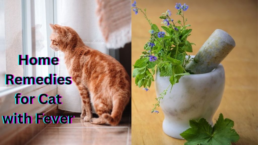 Home Remedies for Cat with Fever