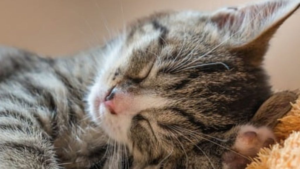 Home Remedies for Cat with Fever 