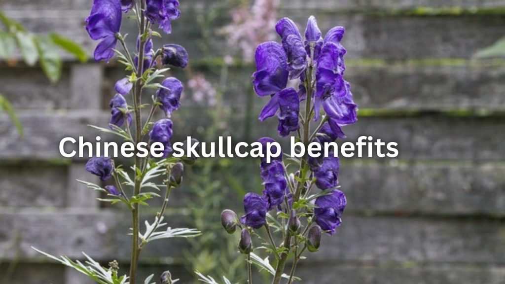 chinese skullcap benefits