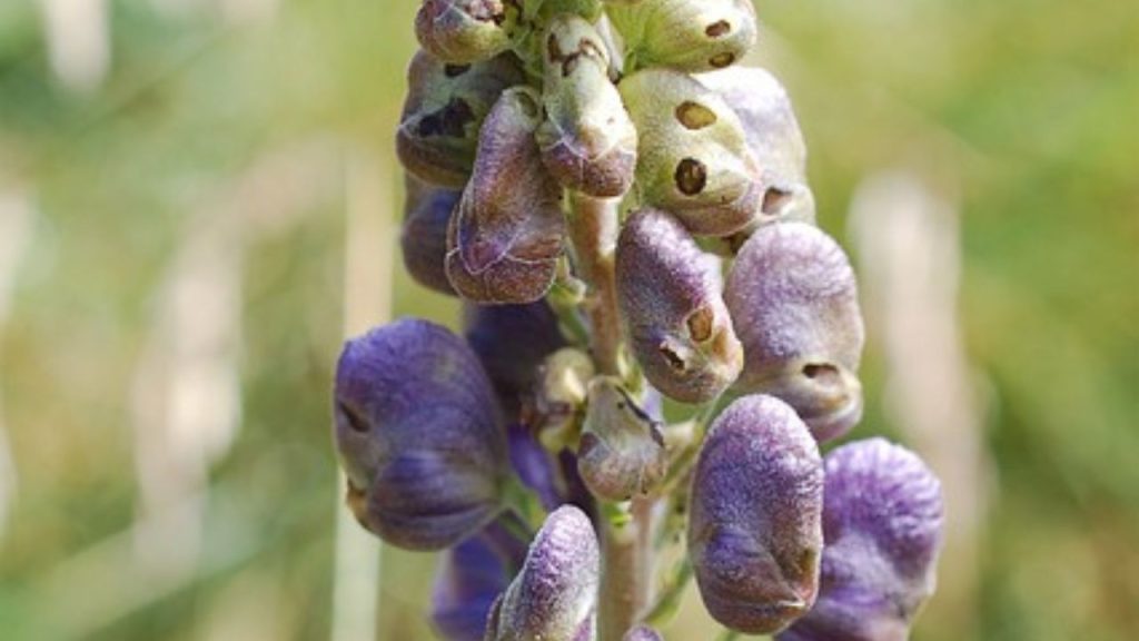 Chinese skullcap benefits 