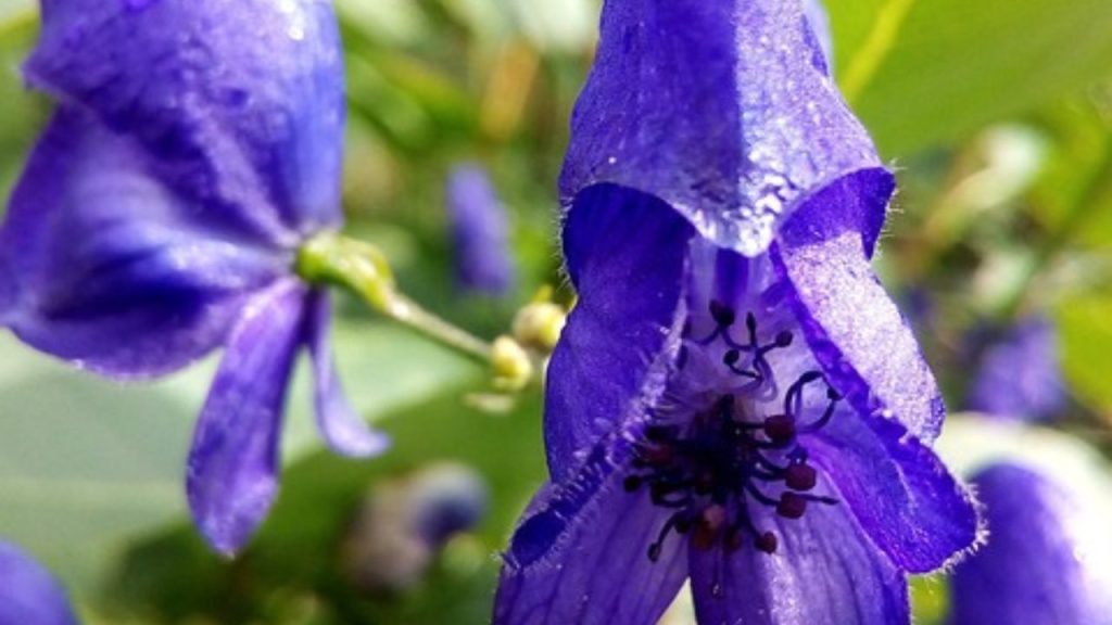 Chinese skullcap benefits 