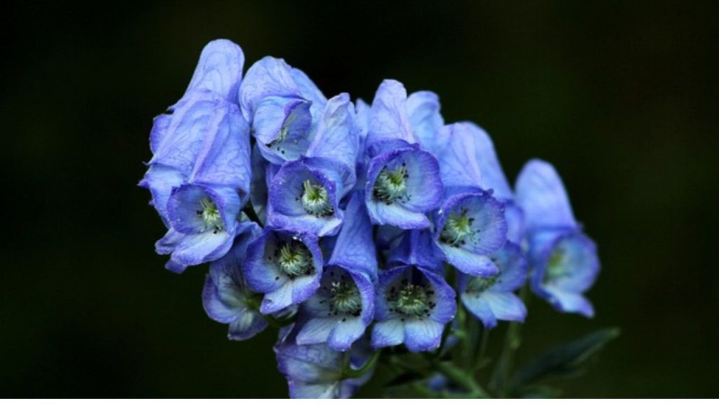 Chinese skullcap benefits 