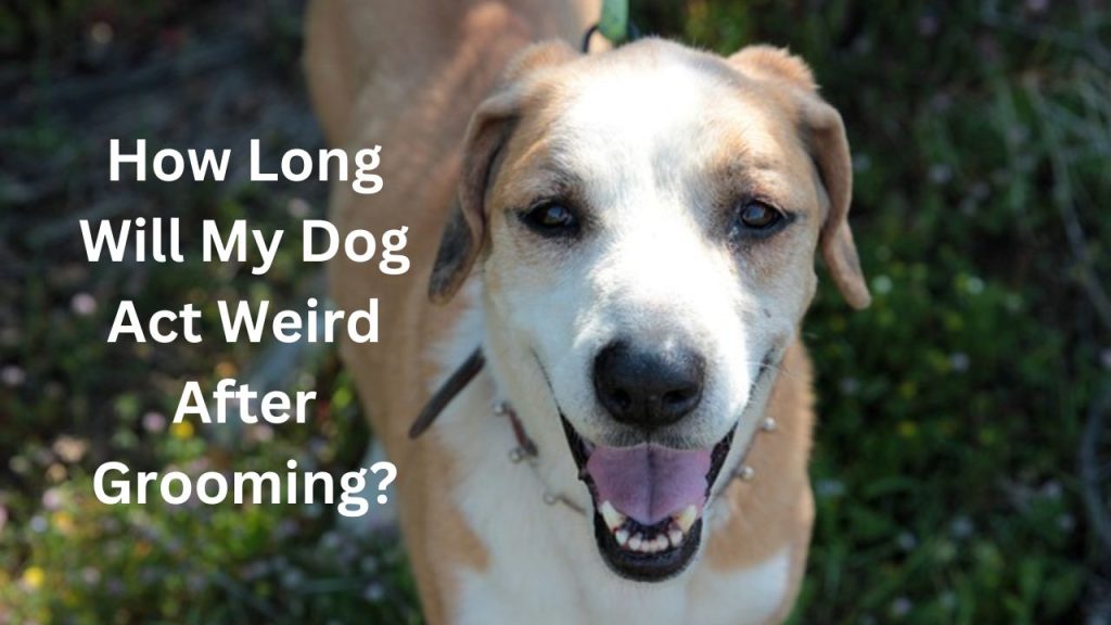 How Long Will My Dog Act Weird After Grooming?