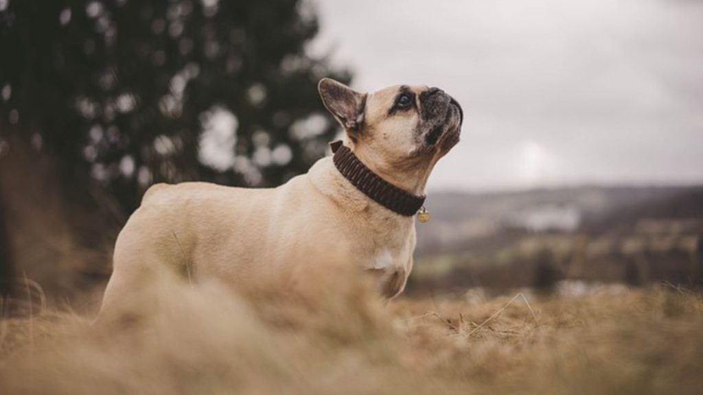 How Long Will My Dog Act Weird After Grooming