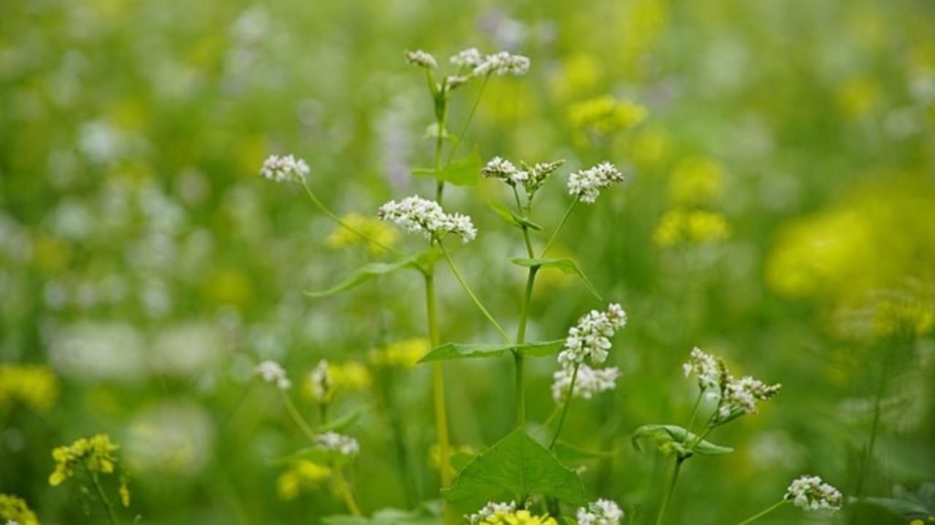 Japanese Knotweed Benefits