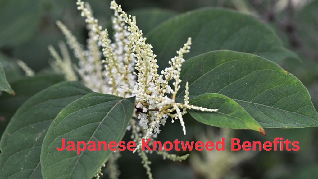 Japanese Knotweed Benefits