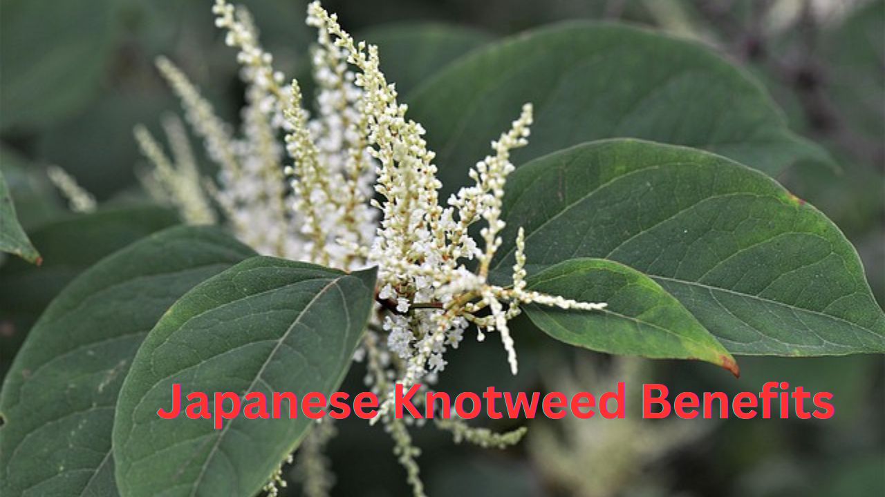 10 Amazing Japanese Knotweed Benefits For Health And The Environment ...