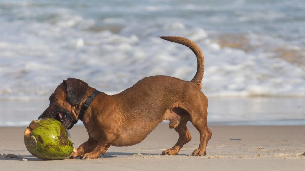 is coconut oil good for dogs skin