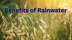 Benefits of Rainwater