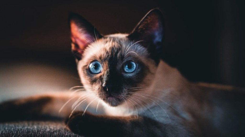 Cataracts in Cats