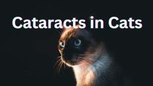 Cataracts in Cats