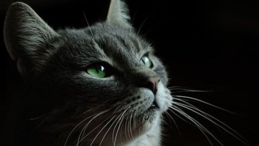 Cataracts in Cats