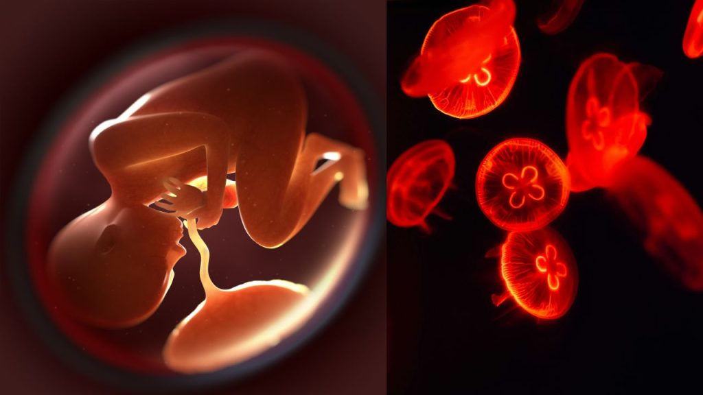 low lying placenta 
